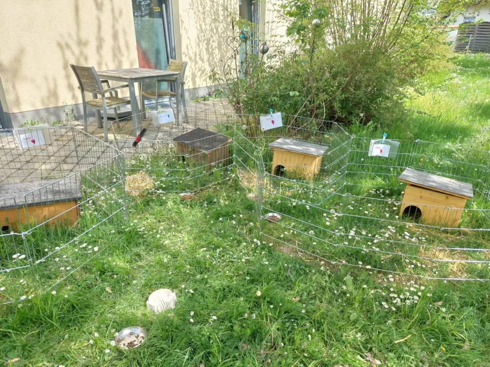 Auswilderungsgehege Igel